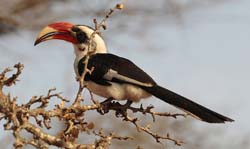 035-Von Der Deckens Hornbill-5J8E6741