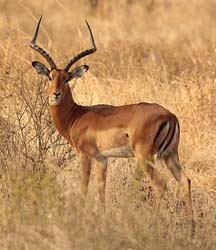 036-Impala-5J8E6745