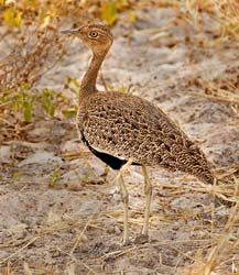 037-Red-crested Korhaan-5J8E6748