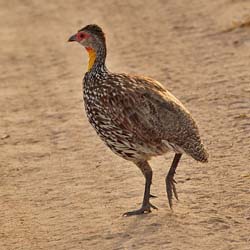 038-Yellow-necked Spurfowl-5J8E6750