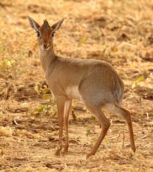 040-Dik-dik-5J8E6755