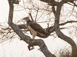 041- Immature Martial Eagle-5J8E6761