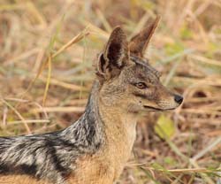 042-Black-backed Jackal-5J8E6793