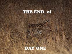 050-Serval-5J8E6816