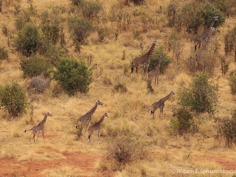 55-Giraffes - 5J8E6876