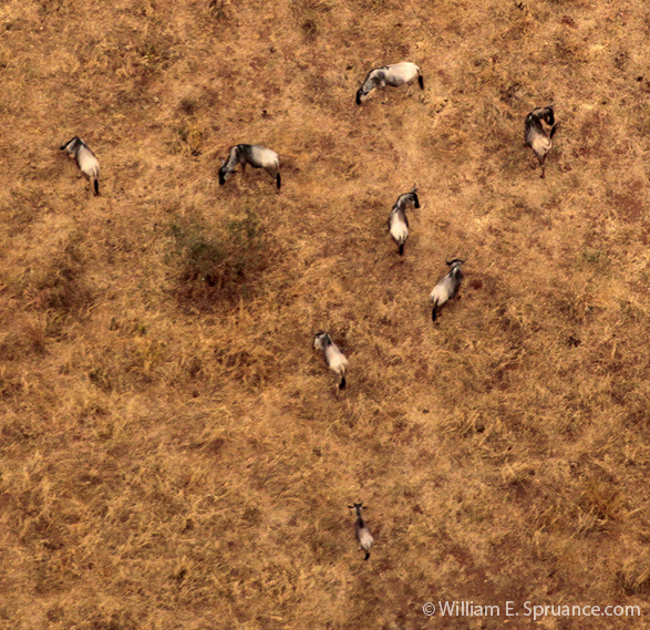 58-Wildebeests - 5J8E6855