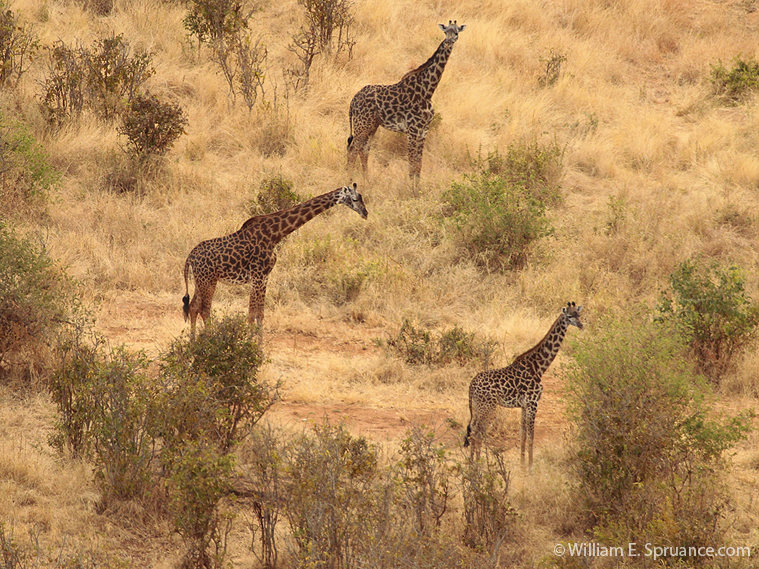 60-Giraffes - 5J8E6916