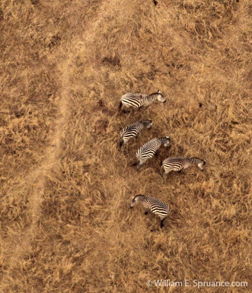 63-Zebras - 5J8E6856