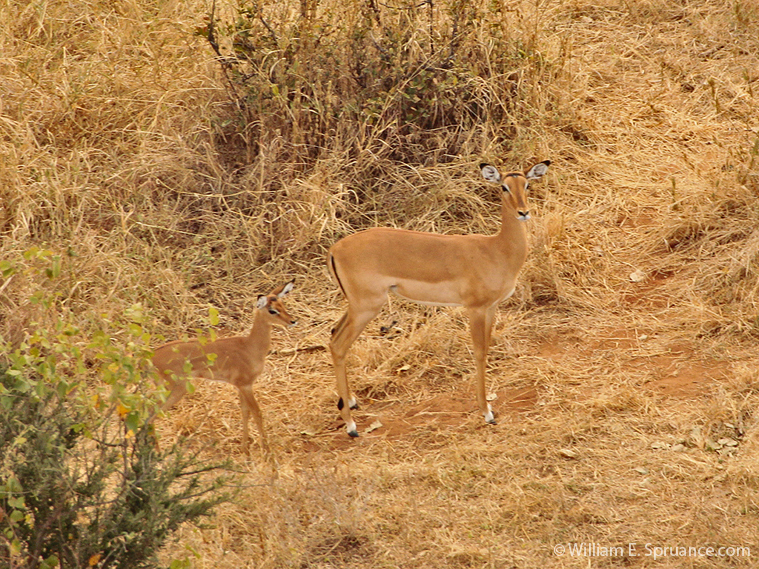 64-Impalas - 5J8E6965