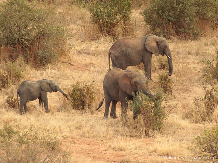 65-Elephants - 5J8E6974