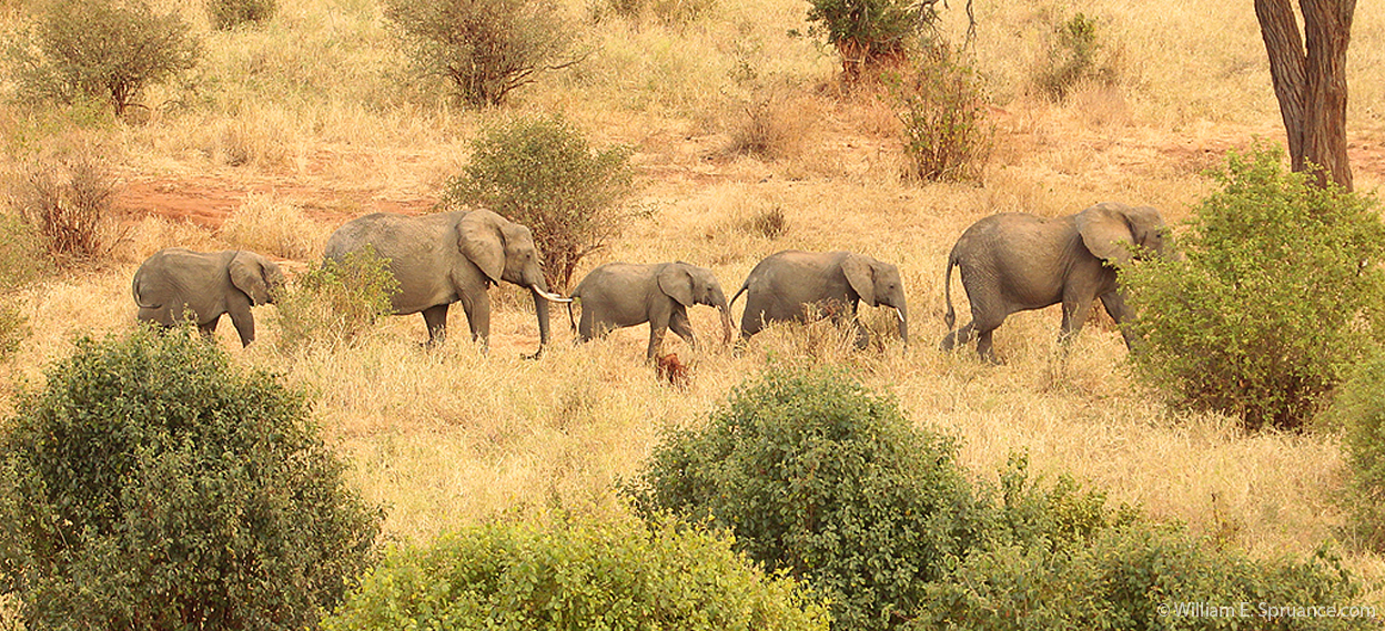 69-Elephants - 5J8E7001