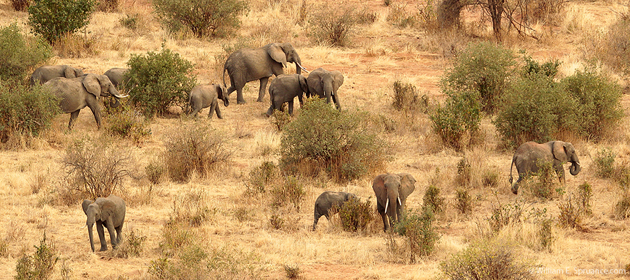 73-Elephants - 5J8E6981