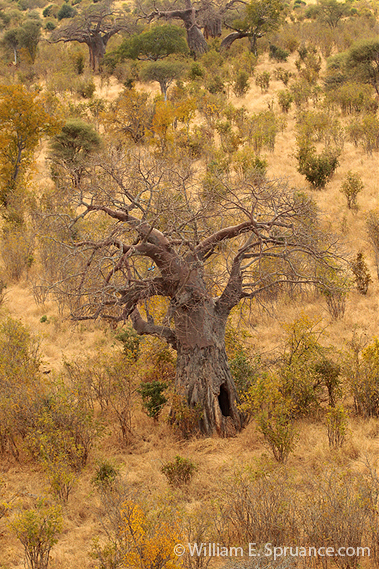 74-The Upside Down Tree -5J8E6899