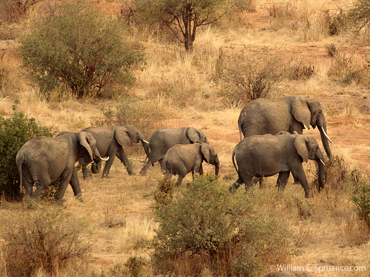 76-Elephant Herd - 5J8E6983