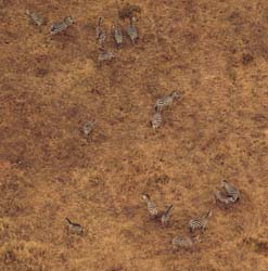 54-Zebras - 5J8E6853