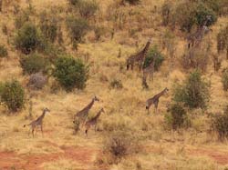 55-Giraffes - 5J8E6876