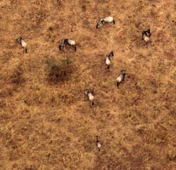 58-Wildebeests - 5J8E6855