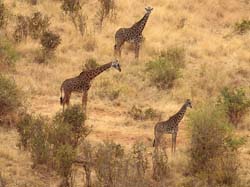 60-Giraffes - 5J8E6916