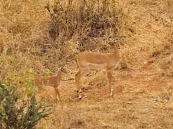 64-Impalas - 5J8E6965