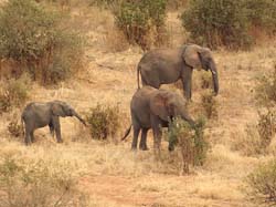 65-Elephants - 5J8E6974