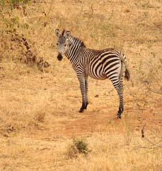 68-Zebra - 5J8E6998