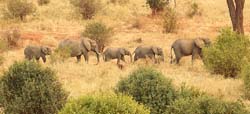69-Elephants - 5J8E7001