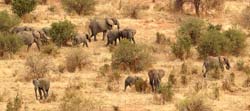 73-Elephants - 5J8E6981