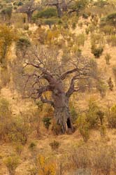 74-The Upside Down Tree -5J8E6899