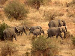 76-Elephant Herd - 5J8E6983
