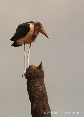 085-Marabou Stork  5J8E7032