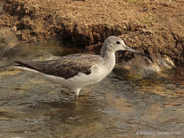 087-Common Sandpiper  5J8E7035