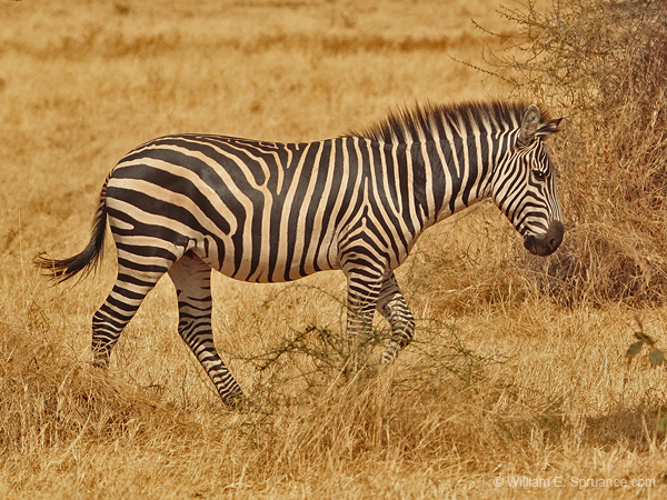 088-Zebra  5J8E7068