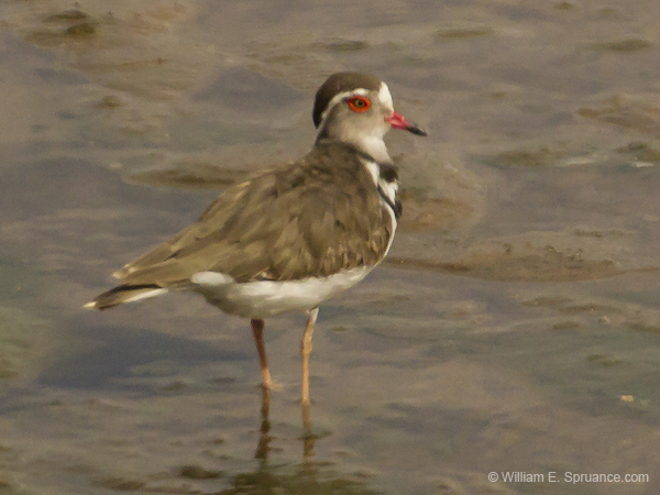 089-Three-banded Plover  5J8E7037