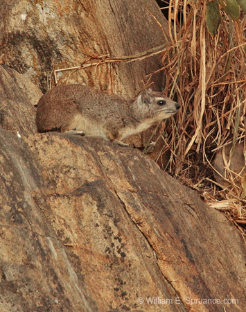 090-Rock Hyrax  5J8E7046