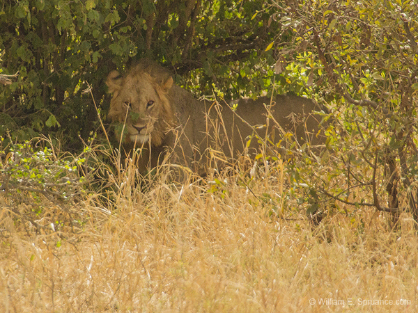 092-Lion  5J8E7056