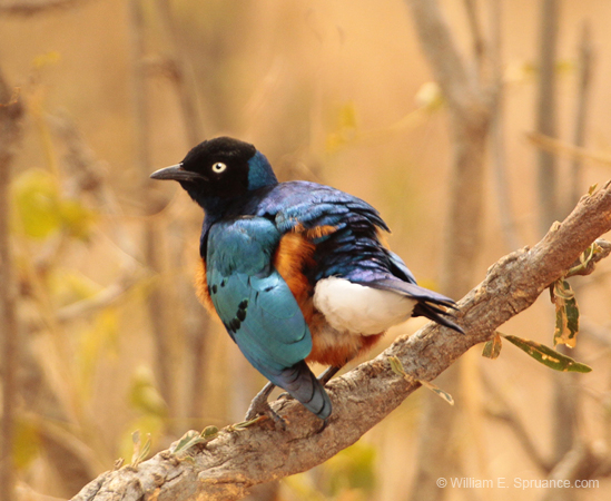 096-Superb Starling  5J8E7101