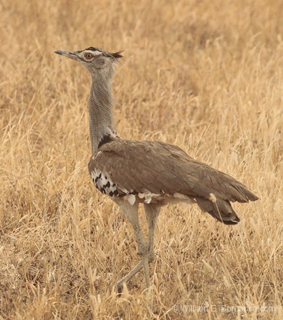 097-Kori Bustard   5J8E7246
