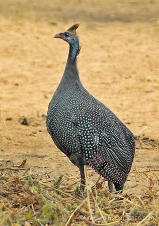 100-Crested Guineafowl  5J8E7153