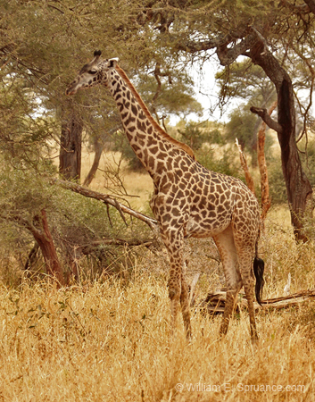 101-Giraffe  5J8E7160