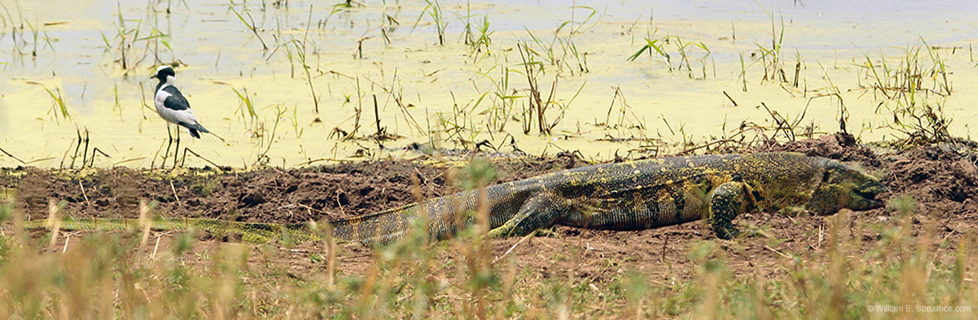 105-Iguana  5J8E7187