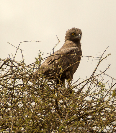 106-Brown Snake Eagle  5J8E7172