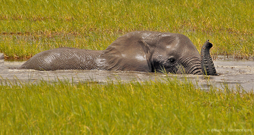 107-Elephant Bath  5J8E7214