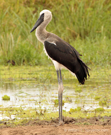 111-Young Stork  5J8E7240