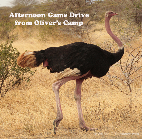 114-Afternoon Drive  Ostrich  5J8E7254