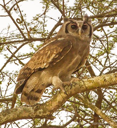 120-Verreauxs Eagle Owl  5J8E7284