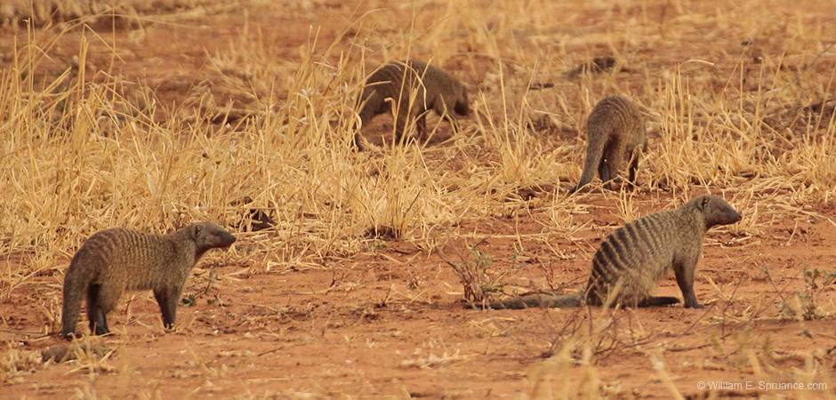 124-Banded Mongooses  5J8E7330