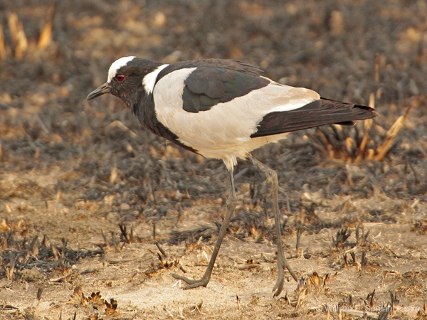 126-Blacksmith Lapwing  5J8E7343