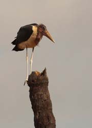 085-Marabou Stork  5J8E7032