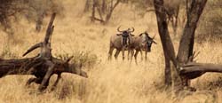 086-Wildebeests in the Wild  5J8E7065