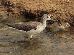 087-Common Sandpiper  5J8E7035